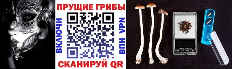 Псилоцибиновые грибы Psilocybine cubensis  мега ТОР  Горячий Ключ 